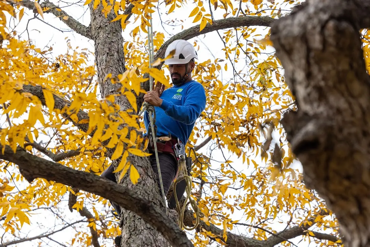 Skilled Tree Planting crew working in York